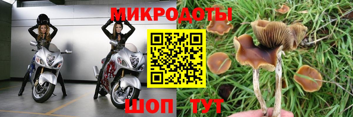 Кудрово  Псилоцибиновые грибы Psilocybine cubensis  Вход с VPN 